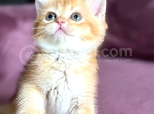 A Kalite Bri̇ti̇sh Shorthai̇r Golden  Yavrular