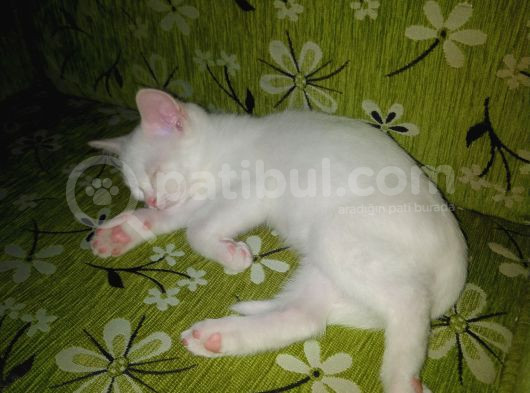 Yakışıklı Ve Masum Erkek görsel