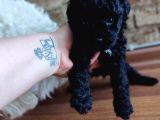 Toy Poodle
