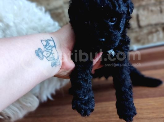 Toy Poodle görsel