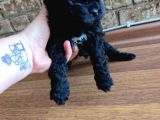 Toy Poodle