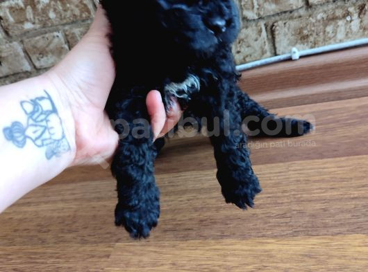 Toy Poodle görsel