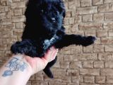 Toy Poodle