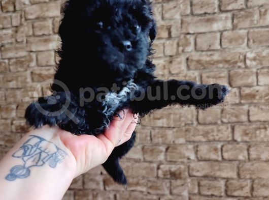 Toy Poodle görsel