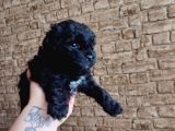 Toy Poodle