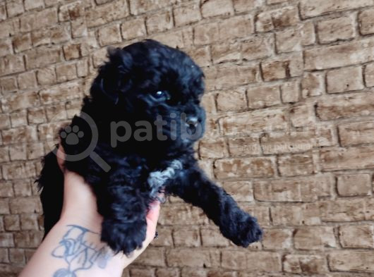 Toy Poodle görsel