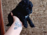 Toy poodle