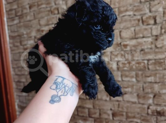 Toy Poodle