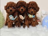 Toy Poodle Bebekler Evine Gitmeye Hazır