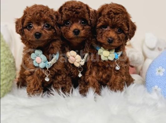 Toy Poodle Bebekler Evine Gitmeye Hazır görsel