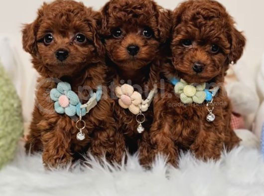 Toy Poodle Bebekler Evine gitmeye hazır