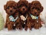 Toy Poodle Bebekler Evine Gitmeye Hazır