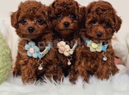 Toy Poodle Bebekler Evine Gitmeye Hazır görsel