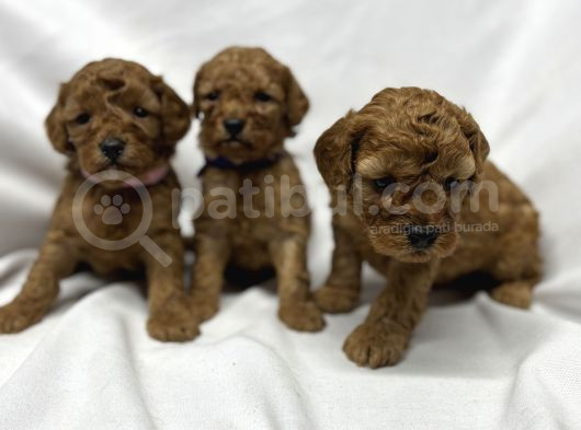 Sevi̇mli̇ Toy Poodle Yavrularimiz görsel