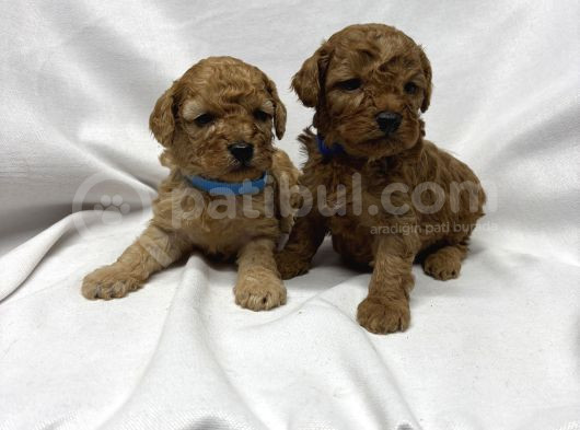 Sevi̇mli̇ Toy Poodle Yavrularimiz görsel