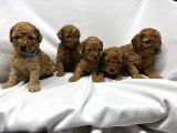 SEVİMLİ TOY POODLE YAVRULARIMIZ