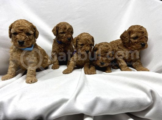 Sevi̇mli̇ Toy Poodle Yavrularimiz