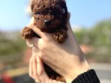 MİNNAK BEBEKLER YENİ YUVALARINI ARIYOR