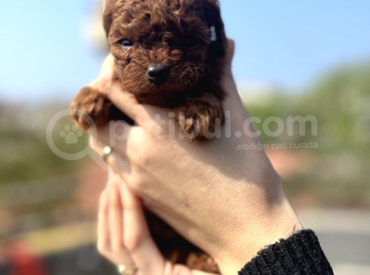 Mi̇nnak Bebekler Yeni̇ Yuvalarini Ariyor