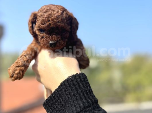 Mi̇nnak Bebekler Yeni̇ Yuvalarini Ariyor görsel