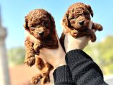 KURABİYELER YENİ YUVALARINI ARIYOR