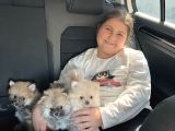 Pomeranian Baby 
