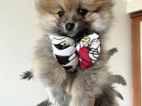 Pomeranian Baby 