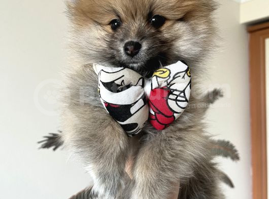 Pomeranian Baby  görsel