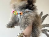 Pomeranian Baby 