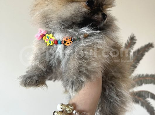 Pomeranian Baby  görsel
