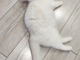 Bir Buçuk Yaşındaki Prensesime Güvenilir Yuva Arıyorum