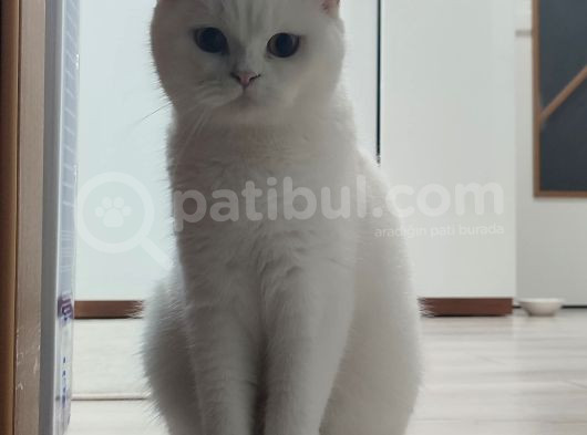 Bir Buçuk Yaşındaki Prensesime Güvenilir Yuva Arıyorum görsel