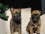 Polis Köpek Irkı Belçika Kurdu Yavrumuz