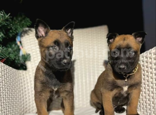 Polis Köpek Irkı Belçika Kurdu Yavrumuz görsel