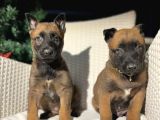 Polis Köpek ırkı Belçika kurdu yavrumuz