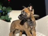 Polis Köpek Irkı Belçika Kurdu Yavrumuz