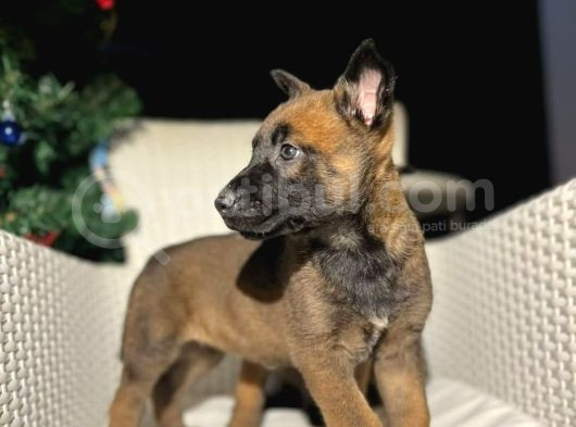 Polis Köpek Irkı Belçika Kurdu Yavrumuz görsel