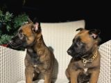 Polis Köpek Irkı Belçika Kurdu Yavrumuz