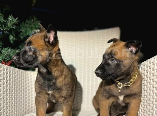 Polis Köpek Irkı Belçika Kurdu Yavrumuz görsel
