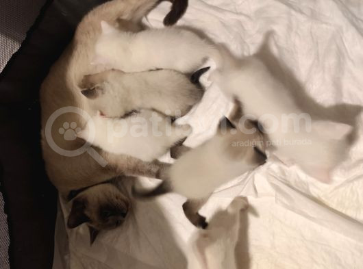 Orijinal Safkan British Blue Point Bebekler görsel