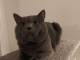 Orijinal Safkan British Blue Point Bebekler