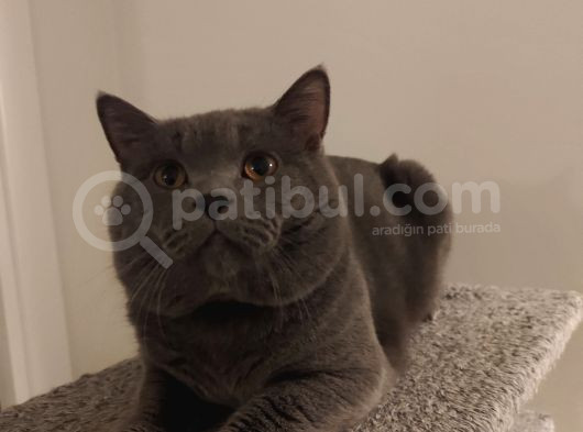 Orijinal Safkan British Blue Point Bebekler görsel