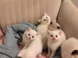 Orijinal Safkan British Blue Point Bebekler