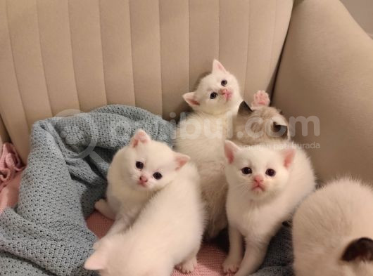 Orijinal Safkan British Blue Point Bebekler görsel
