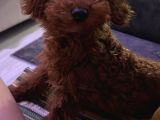 6 Aylık Dişi Poodle