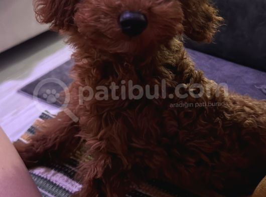 6 Aylık Dişi Poodle görsel
