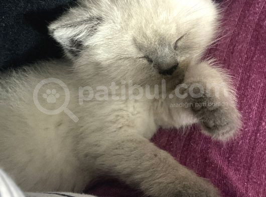 2Aylık Beyaz Dişi Yavru Kedi görsel