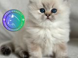 Masum bakışlı pamuk Bluepoint British Longhair yavrumuz