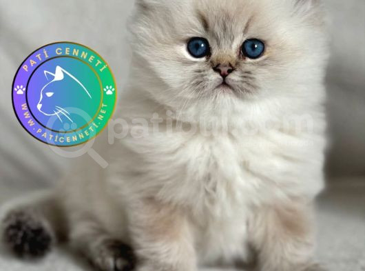 Masum Bakışlı Pamuk Bluepoint British Longhair Yavrumuz