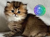 Yumuşak tüyleriyle Blackgolden British Longhair yavrumuz